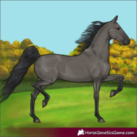 Horse Color:Grullo Rabicano 