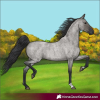 Horse Color:Grullo Roan Rabicano 
