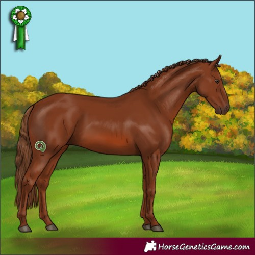 Horse Color:Chestnut 
