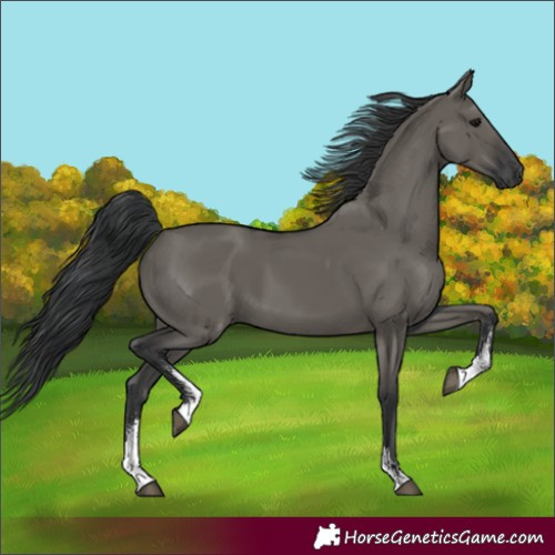 Horse Color:Grullo Sabino Rabicano 