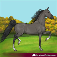 Horse Color:Grullo Sabino Rabicano 