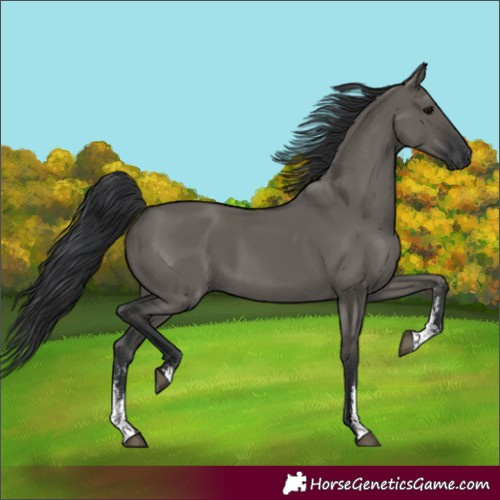 Horse Color:Grullo Sabino Rabicano 