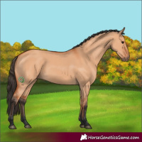 Horse Color:Bay Dun