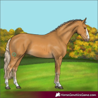 Horse Color:Palomino 