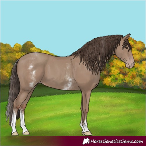 Horse Color:White Spotted Classic Champagne 