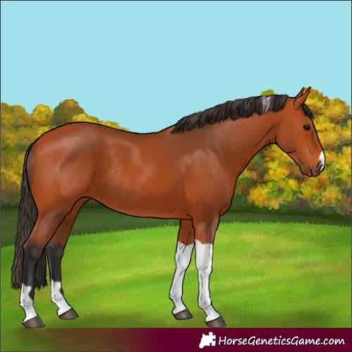 Horse Color:Bay Tobiano Rabicano 