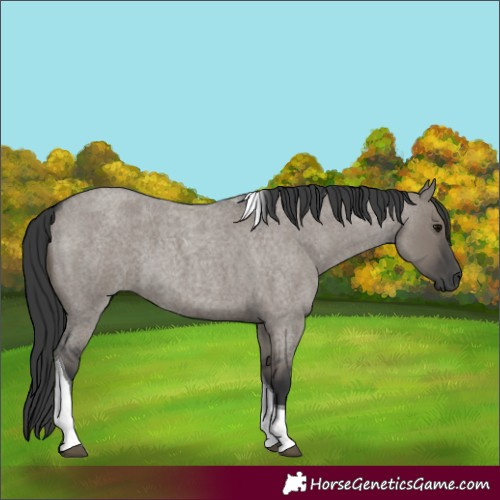 Horse Color:Grullo Roan Tobiano 