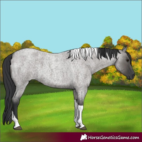 Horse Color:Grullo Roan Tobiano 