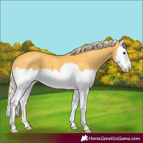 Horse Color:Palomino Splash 