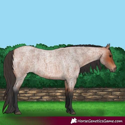 Horse Color:Bay Roan 