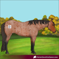 Horse Color:Bay Roan 