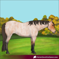 Horse Color:Bay Roan 