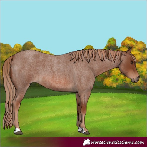 Horse Color:Red Roan