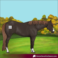 Horse Color:Liver Chestnut 