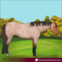 Horse Color:Bay Roan 