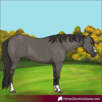 Horse Color:Smoky Grullo 