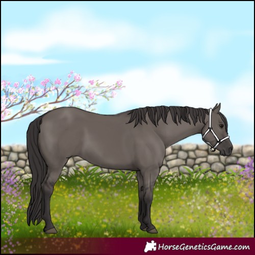 Horse Color:Smoky Grullo