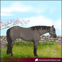 Horse Color:Smoky Grullo 
