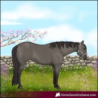 Horse Color:Smoky Grullo Frame 