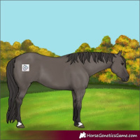 Horse Color:Smoky Grullo