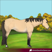 Horse Color:Buckskin 