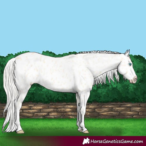 Horse Color:Cremello Appaloosa 