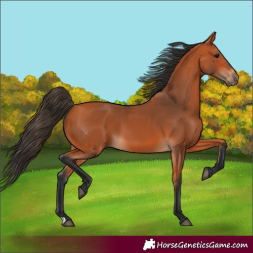 Horse Color:Bay 
