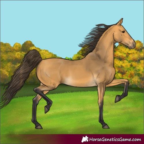 Horse Color:Buckskin 