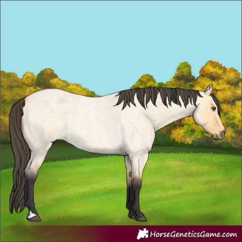 Horse Color:Buckskin Roan Dun 
