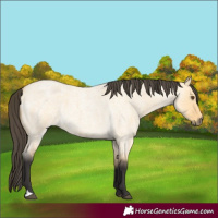 Horse Color:Buckskin Roan Dun 