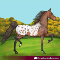 Horse Color:Bay Appaloosa 