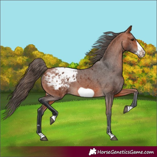 Horse Color:Bay Frame Appaloosa 