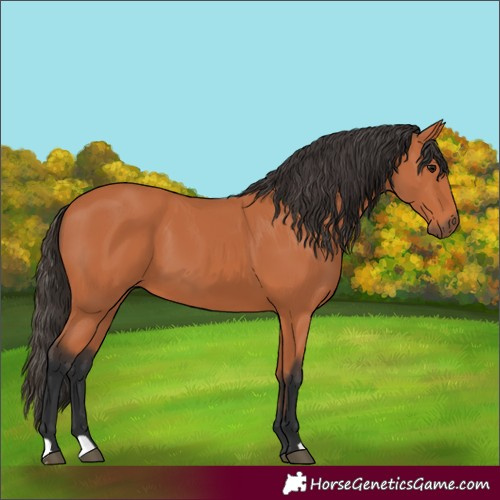 Horse Color:Bay 
