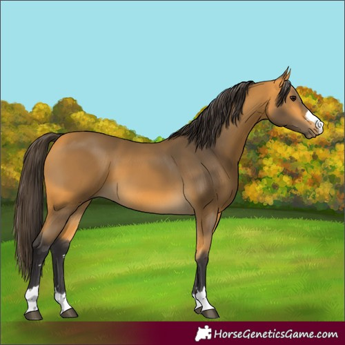 Horse Color:Buckskin 
