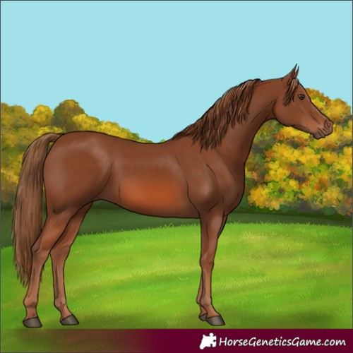 Horse Color:Chestnut 