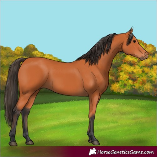 Horse Color:Bay 