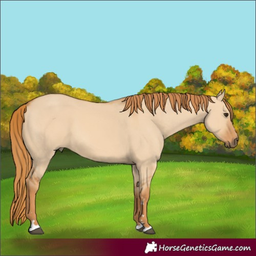 Horse Color:Red Dun