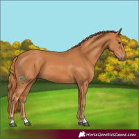 Horse Color:Chestnut 