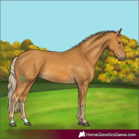 Horse Color:Palomino 