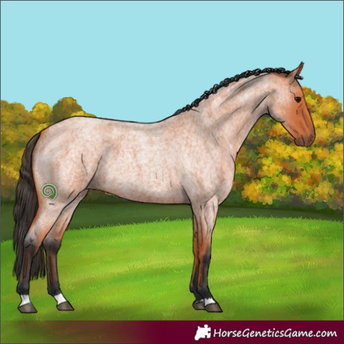 Horse Color:Bay Roan 