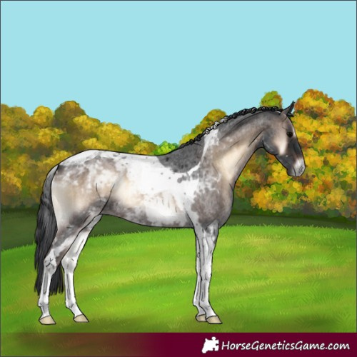 Horse Color:Brown Roan Onyx Tobiano 