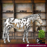 Horse Color:Powder White Silver Buckskin Appaloosa 