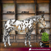 Horse Color:Powder White Silver Buckskin Blanket