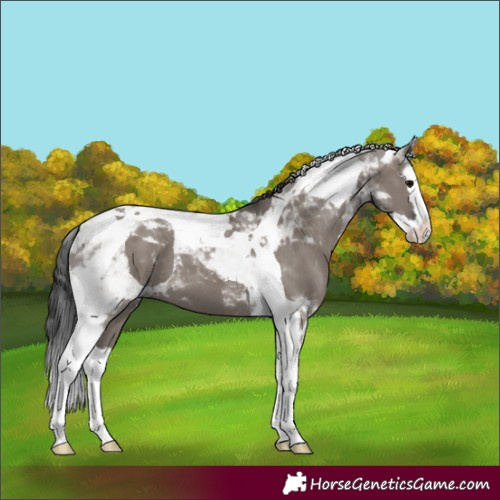 Horse Color:Grullo Splash Tobiano 