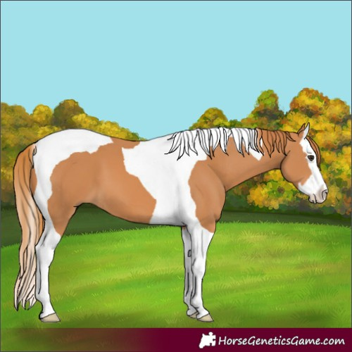 Horse Color:Chestnut Splash Tobiano 