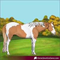 Horse Color:Chestnut Splash Tobiano