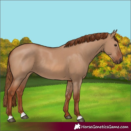 Horse Color:Red Dun Rabicano