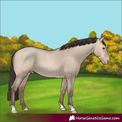 Horse Color:Amber Champagne Dun Rabicano