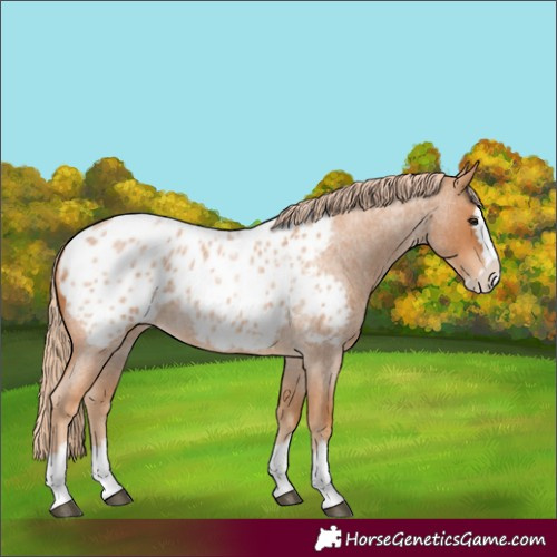 Horse Color:Red Roan Splash Appaloosa 