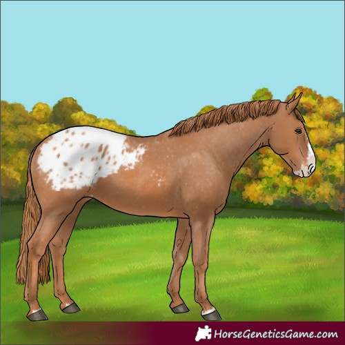 Horse Color:Chestnut Splash Appaloosa 